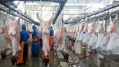 أمانة جدة نحو 637 ألف ذبيحة استقبلتها المسالخ في 2020