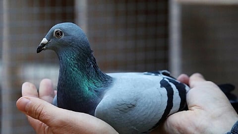 إعدام حمامة أمريكية لانتهاكها الحجر الصحي في أستراليا