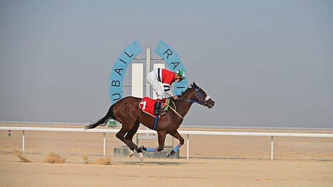 ميدان فروسية الجبيل يقيم سادس سباقاته للموسم الحالي