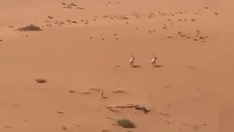 بالفيديو.. تسجيل 4 ولادات للمها العربي في محمية عروق بني معارض