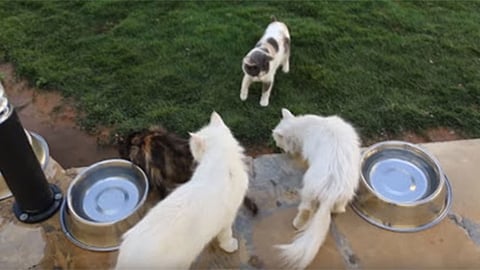 بيان توضيحي من أمانة الرياض حول الفيديو المتداول لجمع القطط الضالة