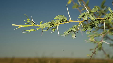 اليوم أول أيام نجم «البلدة».. و«الحصينى»: الطالع الخامس للشتاء