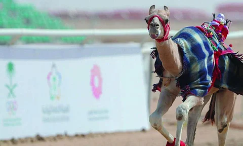 غداً.. انطلاق سباقات ميدان نجران لسباقات الهجن «المفاريد»