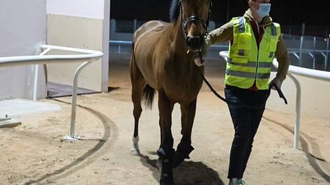 الحصان «مشرف» من السعودية يفوز بلقب كأس السعودية العالمي