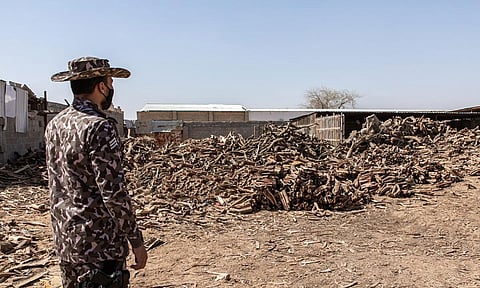 بالصور.. ضبط 1075 طنًا من الحطب المحلي المعروض للبيع في الرياض