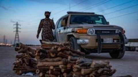 الأمن العام: إيقاف 18 مخالفا بحوزتهم حطب محلي معروض للبيع