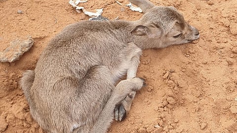 ولادة 6 غزلان في محمية الجرعاء بمحافظة شقراء