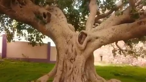 شجرة «الرقاع» بعسير.. شاهد على 300 عام من تاريخ المنطقة