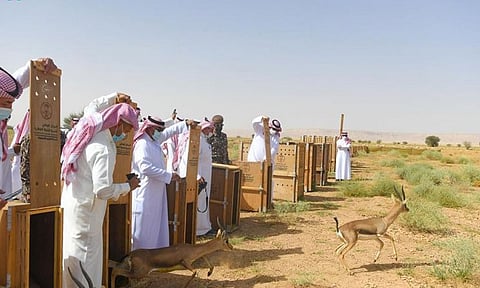 بالصور.. الأمير تركي بن محمد يتفقد محمية الملك خالد الملكية