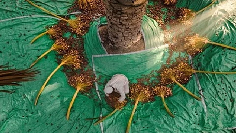 فوز مصور سعودي بالمركز الأول في مسابقة لنخيل التمر بالإمارات