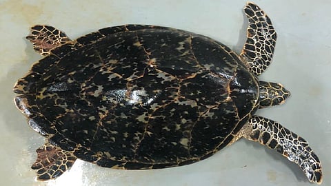 «الحياة الفطرية» تعالج سلحفاة تعاني من مشاكل في الغطس