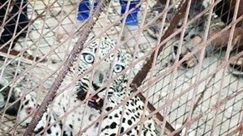 الحياة الفطرية: فيديو صيد النمر العربي تم في اليمن وليس السعودية