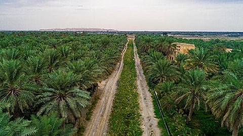 بالفيديو.. ما سبب تسمیة محافظة الأحساء بھذا الاسم؟