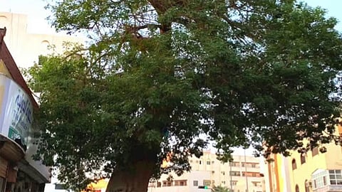 بالفيديو.. ماذا تعرف عن أقدم شجرة «حبحبوة» في جدة؟ العرفج يجيب