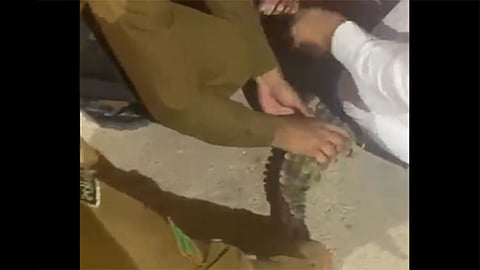 البيئة: السيطرة على تمساح يتجوّل في مركز الهدية بالقصيم.. وسيتم محاسبة المخالفين