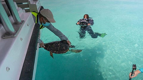 بعد علاجهما.. إطلاق سلحفتين بحريتين في مياه أملج