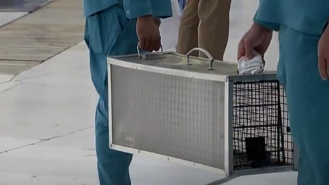 القطط السائبة بـ«الحرم».. فيديو يوثق التعامل مع الظاهرة