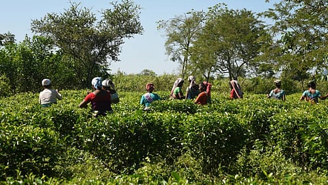 تزايد إصابات كورونا بالهند قد تتسبب في رفع أسعار الشاي