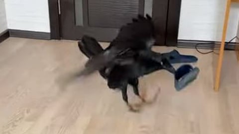 بالفيديو.. غراب يطيع أوامر صاحبه ويجلب له الشبشب من حيث أمره