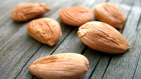 بذورها قاتلة.. تقارير تحذر من نواة هذه الفواكه