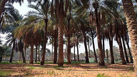 نخيل القصيم يجود بثماره.. 38 صنفًا من التمور تتنافس محليًّا وعالميًّا