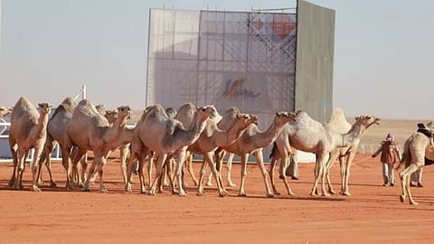 مقطع فيديو يوثق تلويث مياه شرب الإبل.. ورئيس النادي يحذر