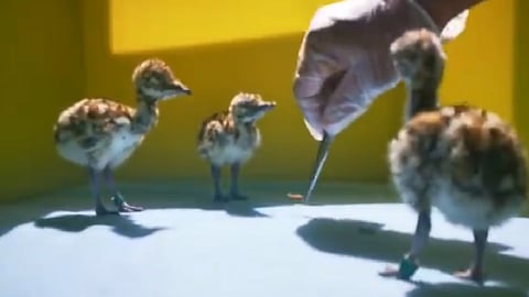 بالفيديو.. إطعام فراخ الحباري بمركز الأمير سعود الفيصل بالطائف