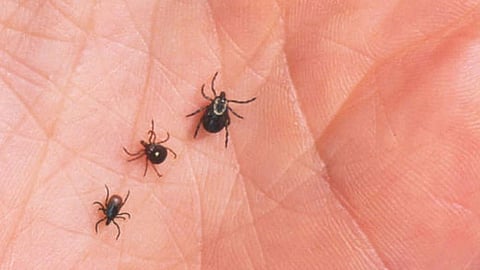 حشرة «القُراد» المنتشرة صيفًا تسبب أمراضًا خطيرة.. وطبيب يوضح الأعراض