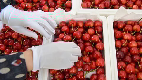 7 فوائد غير متوقعة للكرز منها مكافحة السرطان والسكري