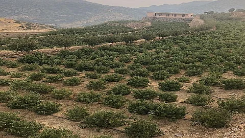 «البيئة»: قفزة في زراعة 400 ألف شجرة بُنّ بنهاية 2020