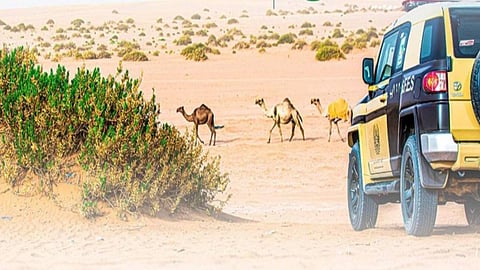 «قوات الأمن البيئي» توقف 50 مخالفًا ارتكبوا مخالفات رعي