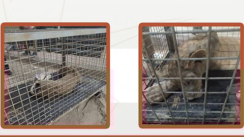 السيطرة على أسد طليق في حي الرمال بالرياض