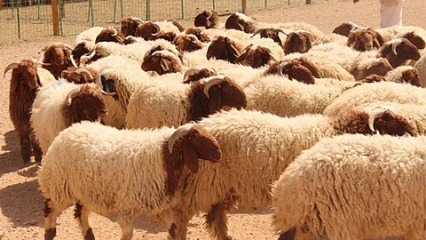 «أضاحي» يطلق منظومة الربط الإلكتروني مع الجهات ذات العلاقة بشؤون الحج