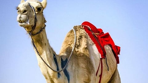 بن حثلين يتلقى عرضًا مغريًا لإعارة أحد جماله مقابل 5 ملايين ريال