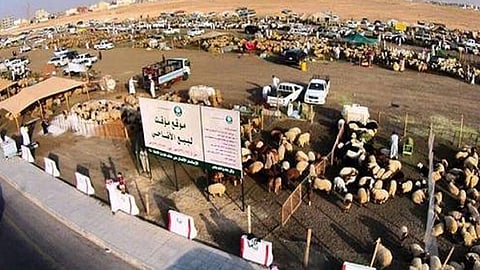 أمانة الرياض تحدد 5 إجراءات احترازية في مواقع بيع الأضاحي