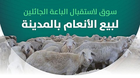 أمانة المدينة تستحدث سوقاً مؤقتة للأنعام خلال عيد الأضحى