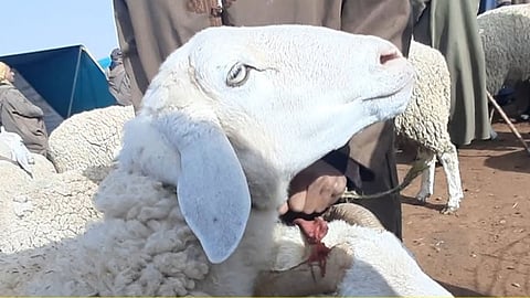 سوق الماشية بينبع يشهد نشاطًا في البيع مع اقتراب العيد