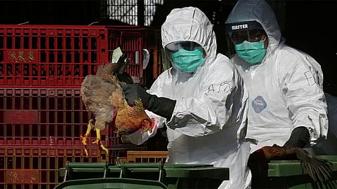 تسجيل أول وفاة بين البشر بسبب إنفلونزا الطيور في الهند