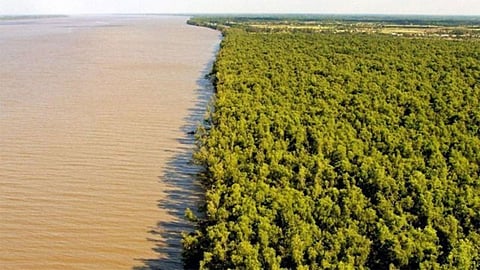 سواحل المملكة تعزز تنوعها البيئي بزراعة 14 مليون شجرة «مانجروف» بنهاية العام