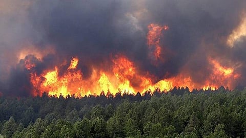 عقوبات تصل للسجن 30 عامًا لمشعلي حرائق الغابات في الجزائر