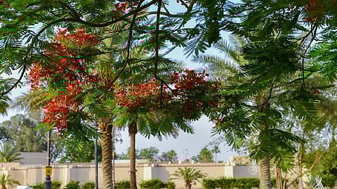 بعد زراعة 350 ألف شجرة.. انتهاء مشروع التشجير الوطني الثاني بتبوك