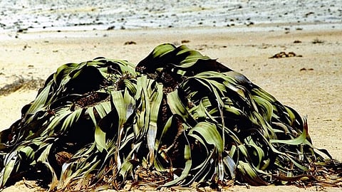 حل لغز «الفلفيتشية».. نبات «لا يموت» رغم نموه بصحراء شديدة الجفاف