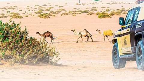 قوات «الأمن البيئي» توقف 48 مخالفًا بسبب الرعي الجائر