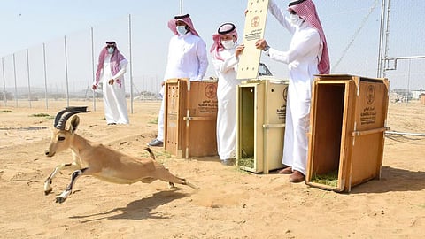 «الحياة الفطرية» يطلق الوعول الجبلية بمركز الأمير سعود الفيصل بالطائف