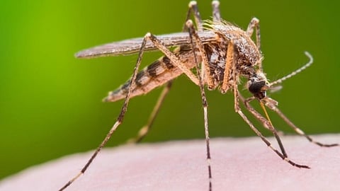استشاري جلدية يفسِّر سبب انجذاب البعوض للرجال والنساء الحوامل