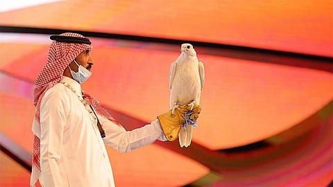 الأغلى في مزاد دولي.. بيع صقر كندي نادر الجمال بـ 350 ألف ريال