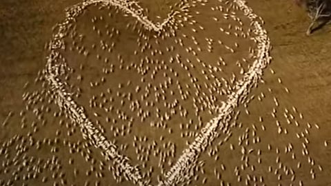 بالفيديو.. راعٍ حُرم حضور جنازة عمته فرسم لها قلبًا بقطيع أغنامه