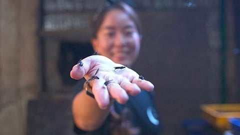 «ذبابة الجندي الأسود»... كلمة السر في تحويل مخلفات الطعام إلى ثروة زراعية