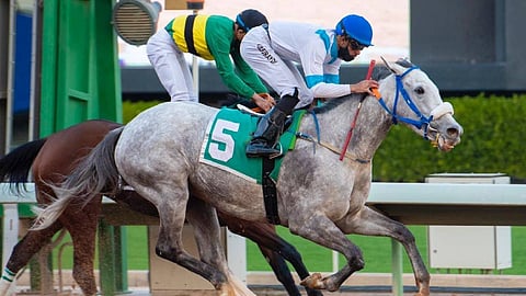 «سباقات الخيل» يرفع الستار عن الحفل العاشر على روزنامة الحوية