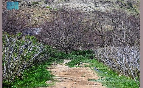 Taif Farms Prepare for Tree Dormancy Phase